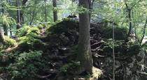 vavtrade.hu. Hintersee Zauberwald